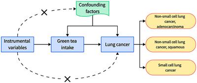 Investigating the potential causal association between consumption of green tea and risk of lung cancer: a study utilizing Mendelian randomization